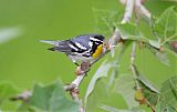 Yellow-throated Warblerborder=